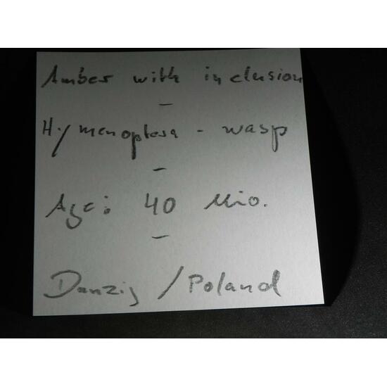 Amber With Inclusions