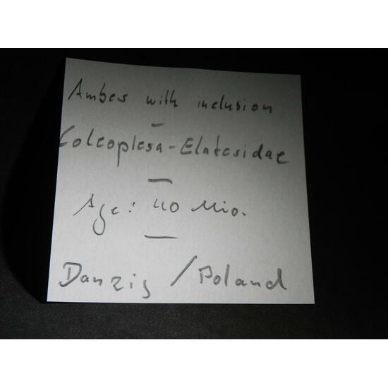 Amber With Inclusions