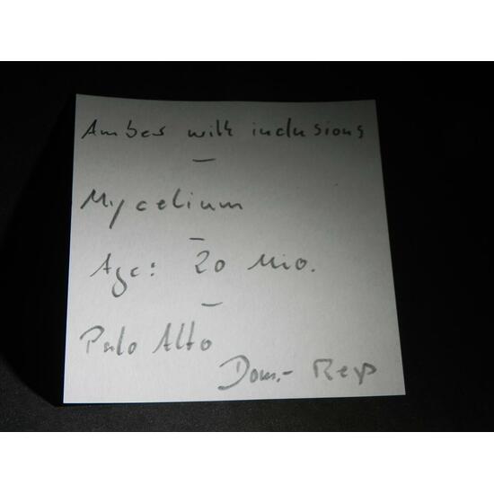 Amber With Inclusions