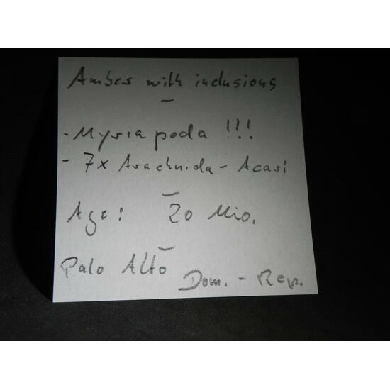 Amber With Inclusions