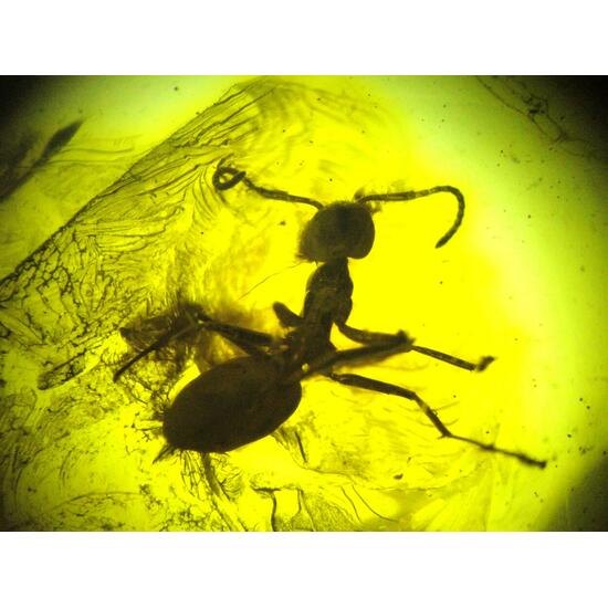 Amber With Inclusions