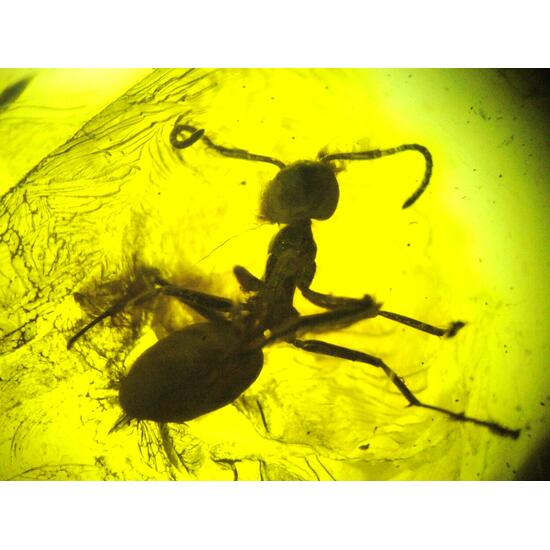 Amber With Inclusions