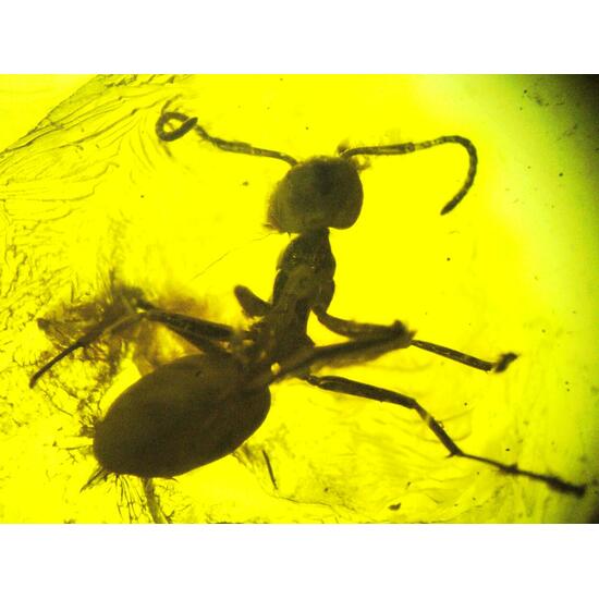 Amber With Inclusions