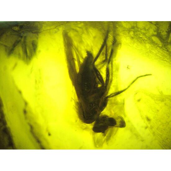 Amber With Inclusions