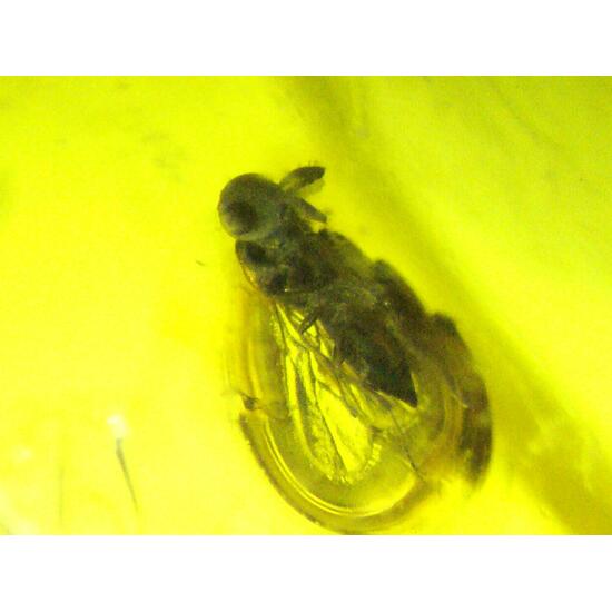 Amber With Inclusions