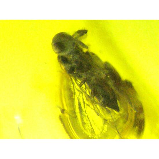 Amber With Inclusions