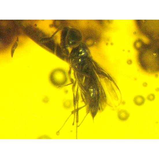 Amber With Inclusions