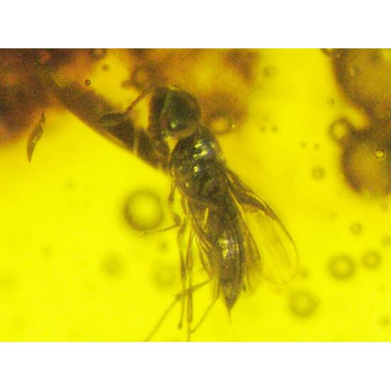 Amber With Inclusions