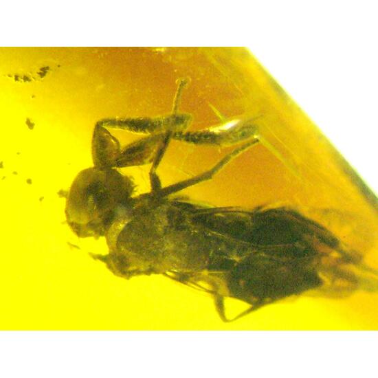 Amber With Inclusions