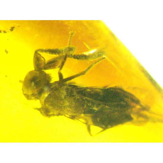 Amber With Inclusions