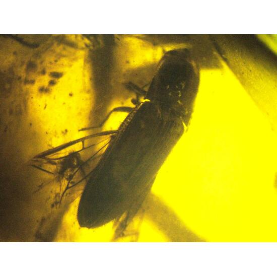 Amber With Inclusions