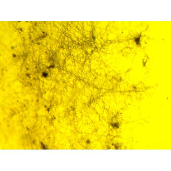 Amber With Inclusions