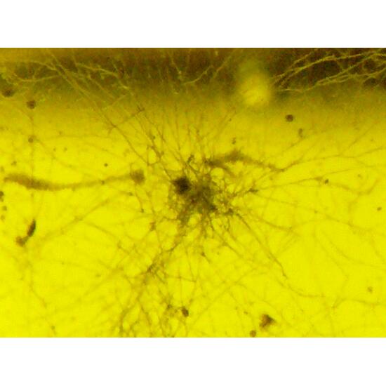 Amber With Inclusions