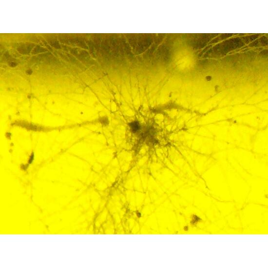 Amber With Inclusions