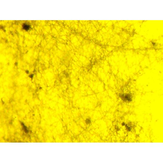 Amber With Inclusions