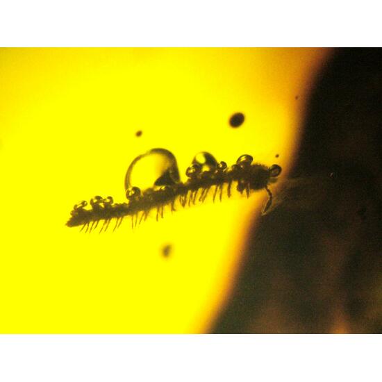 Amber With Inclusions