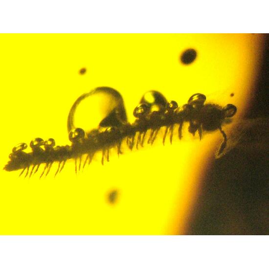 Amber With Inclusions