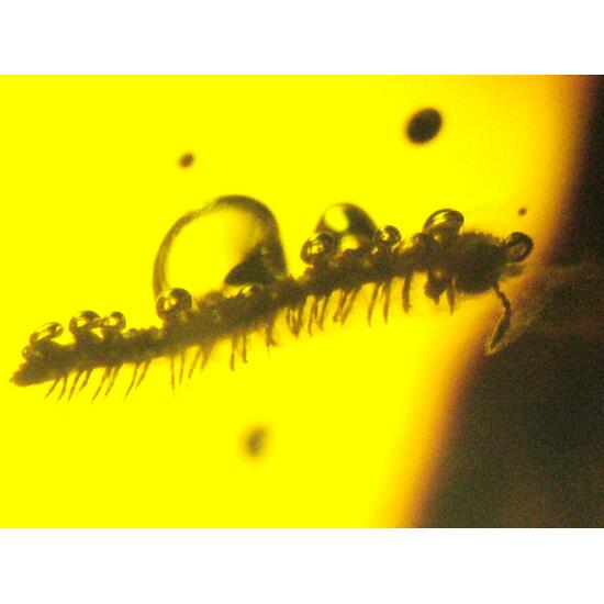 Amber With Inclusions