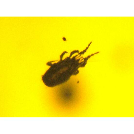 Amber With Inclusions