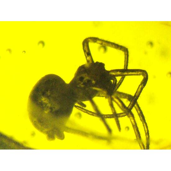 Amber With Inclusions