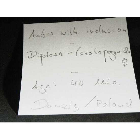 Amber With Inclusions