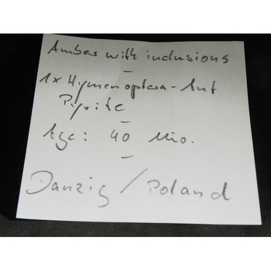 Amber With Inclusions