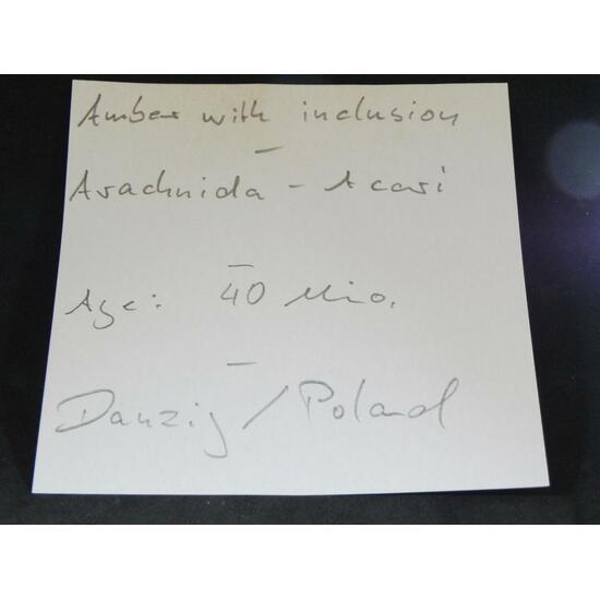 Amber With Inclusions