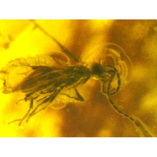 Amber With Inclusions