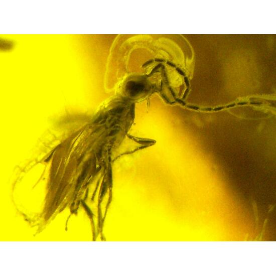 Amber With Inclusions