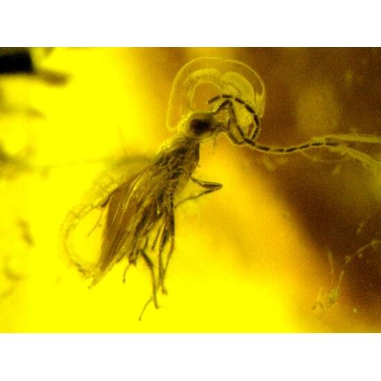 Amber With Inclusions