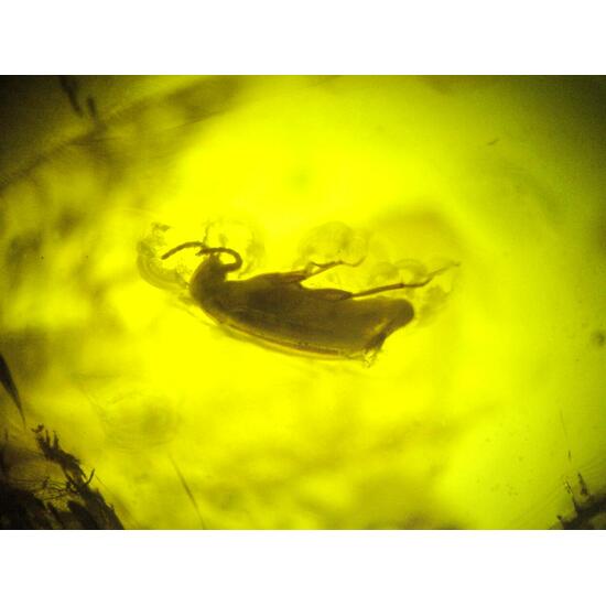 Amber With Inclusions