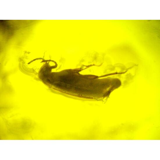 Amber With Inclusions