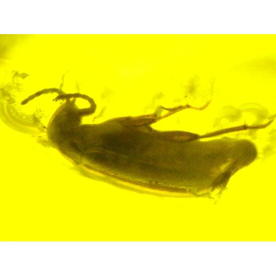 Amber With Inclusions