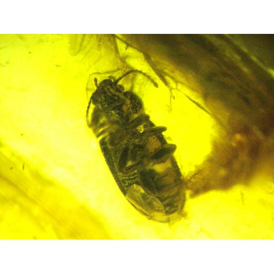 Amber With Inclusions