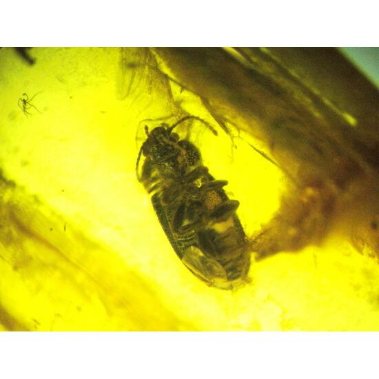 Amber With Inclusions