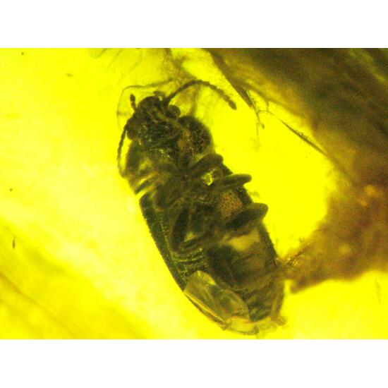 Amber With Inclusions