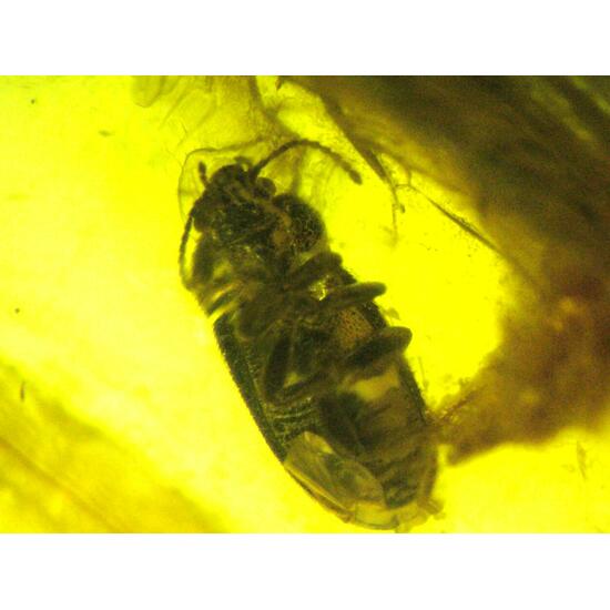 Amber With Inclusions