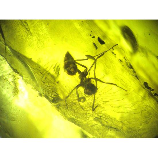 Amber With Inclusions