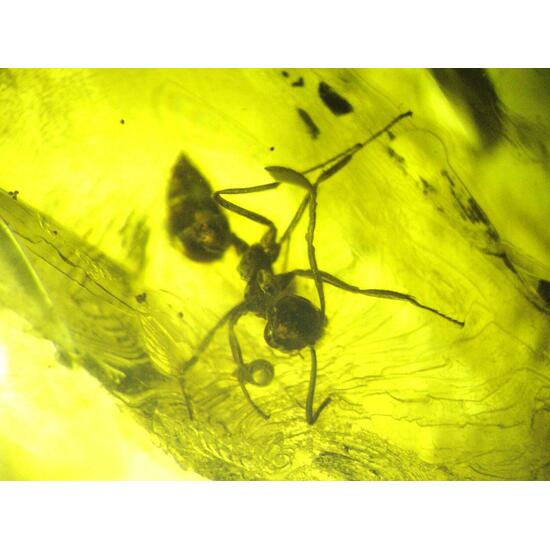 Amber With Inclusions