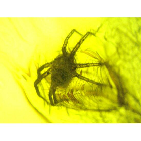 Amber With Inclusions