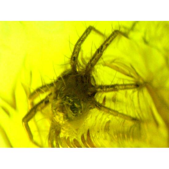 Amber With Inclusions