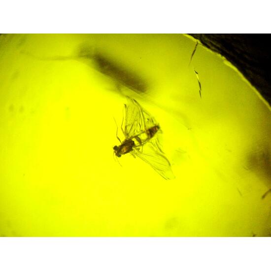 Amber With Inclusions