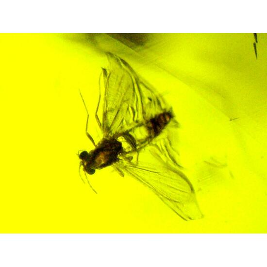 Amber With Inclusions