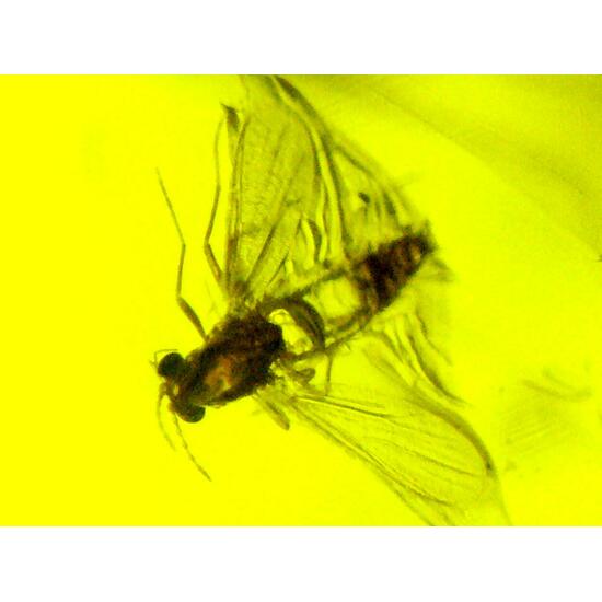 Amber With Inclusions