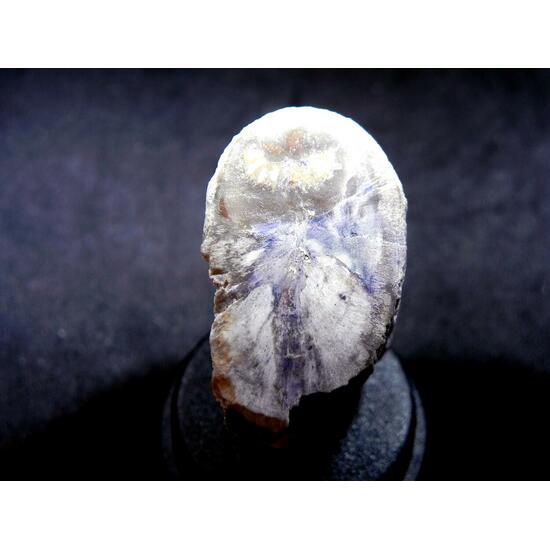 Fluorite & Quartz Psm Petrified Wood