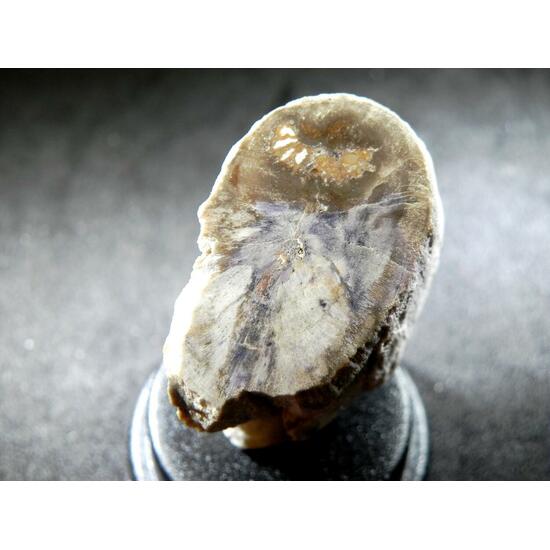 Fluorite & Quartz Psm Petrified Wood