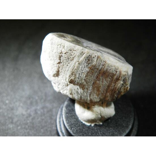 Fluorite & Quartz Psm Petrified Wood