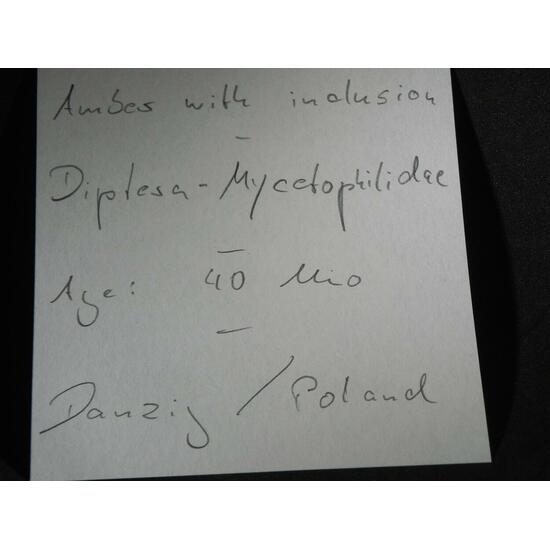 Amber With Inclusions