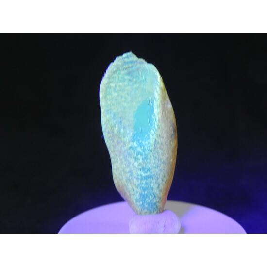 Amber With Inclusions