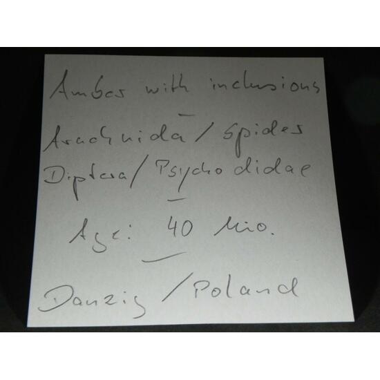 Amber With Inclusions